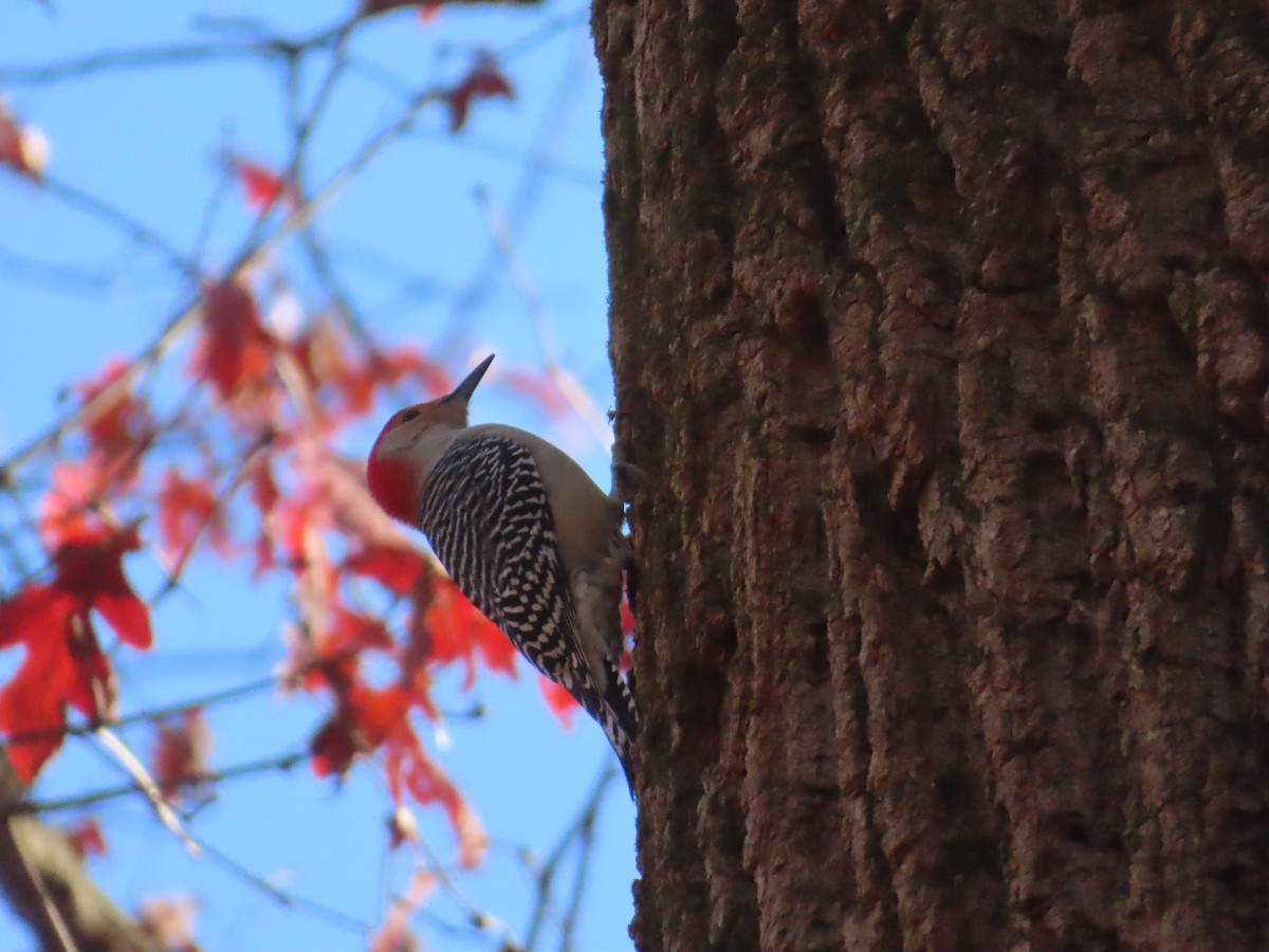 Red-bellied Woodpecker - ML646057395