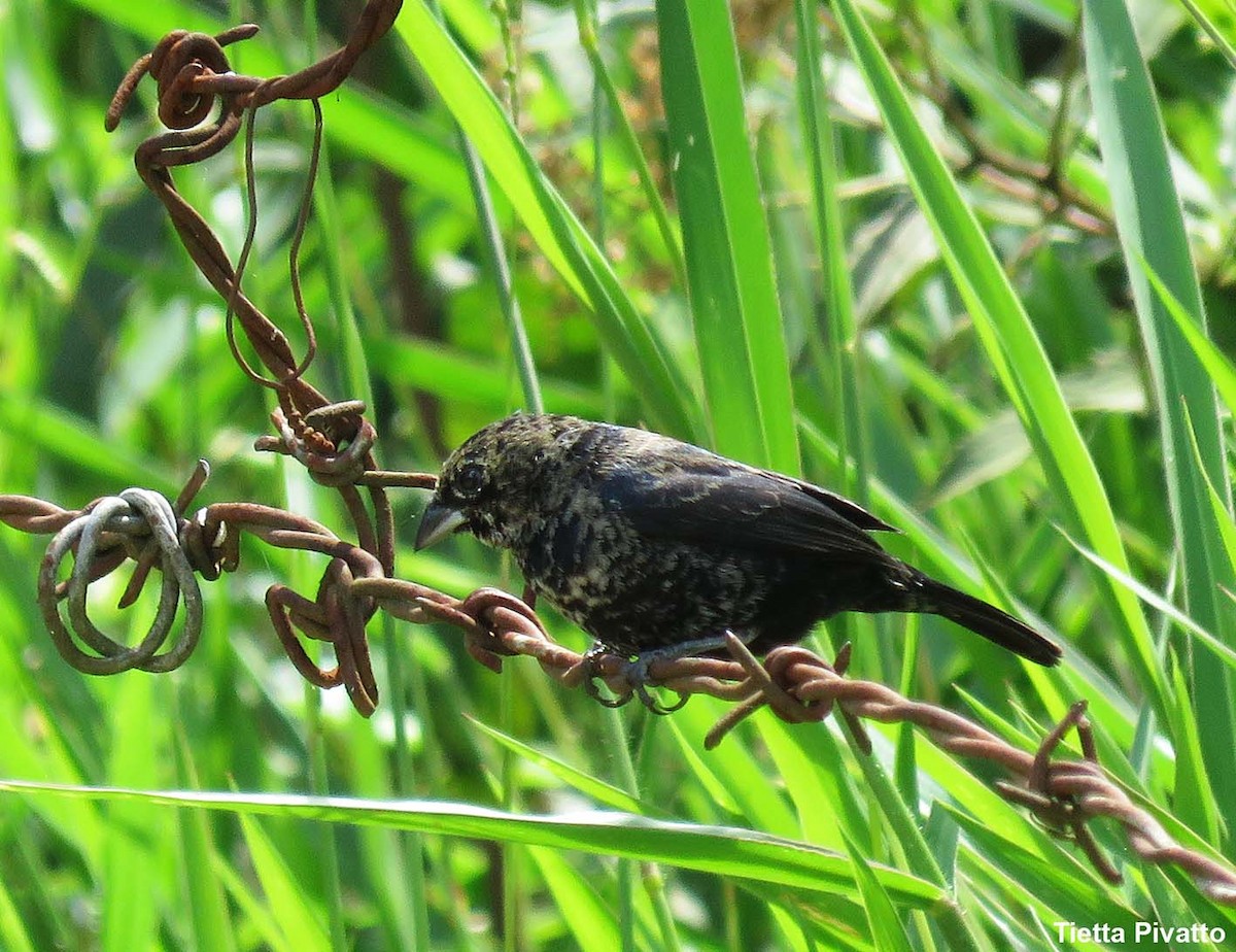 Blue-black Grassquit - ML646057398