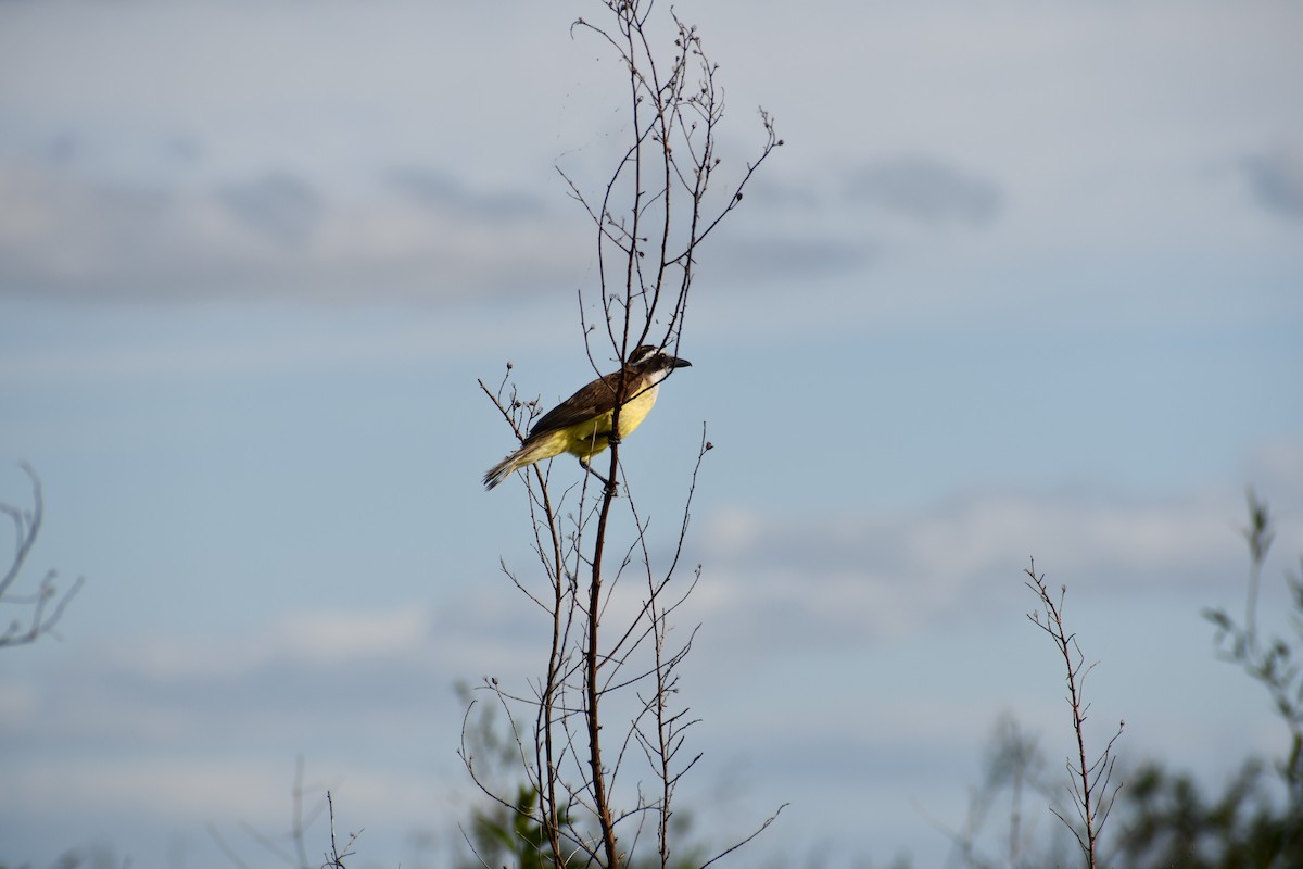 Great Kiskadee - ML646057399