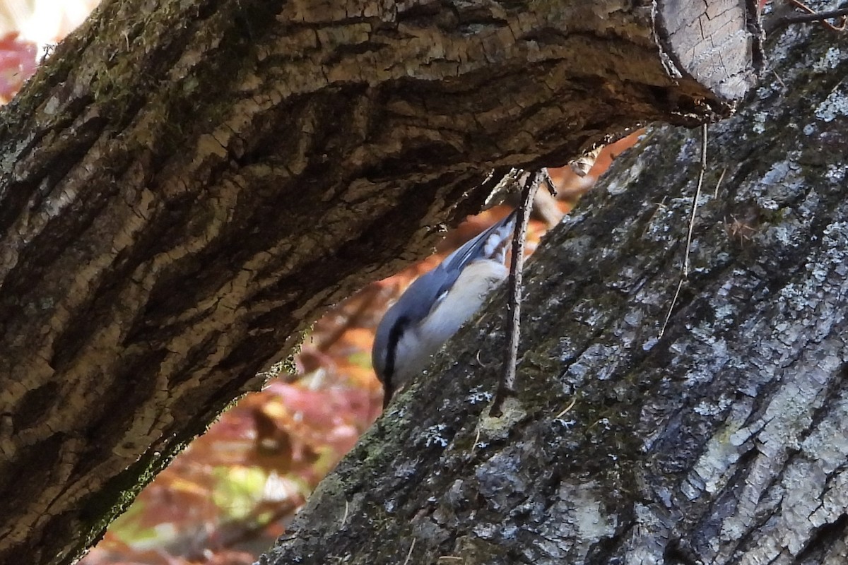 Eurasian Nuthatch - ML646057400