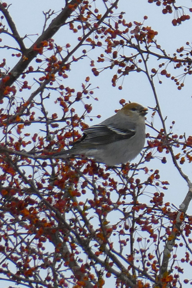Pine Grosbeak - ML646057401