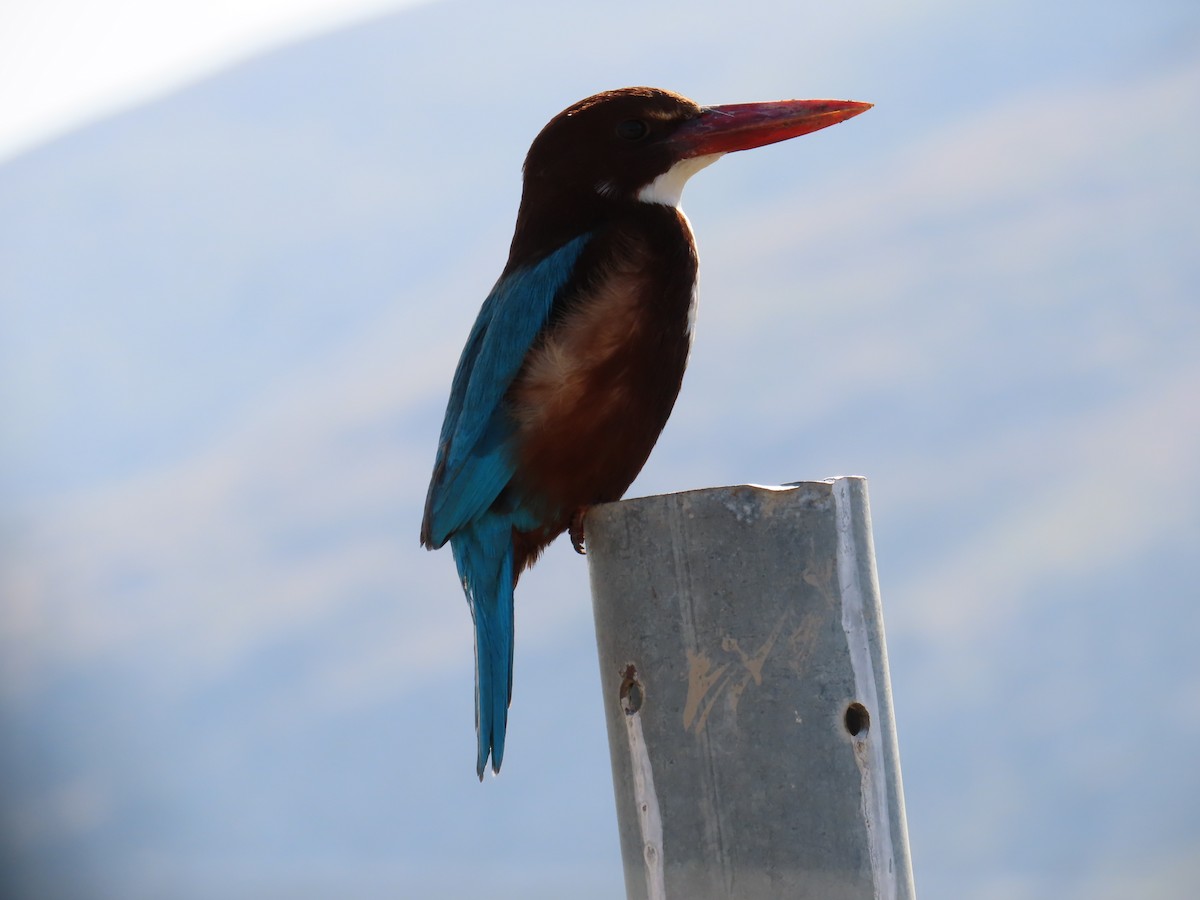 White-throated Kingfisher - ML646057403