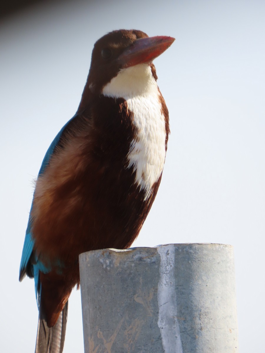 White-throated Kingfisher - ML646057404