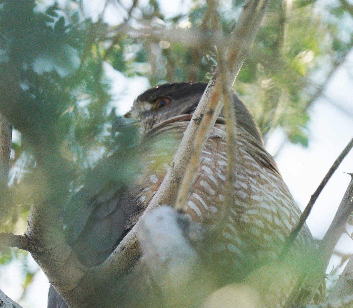 Cooper's Hawk - ML646057405