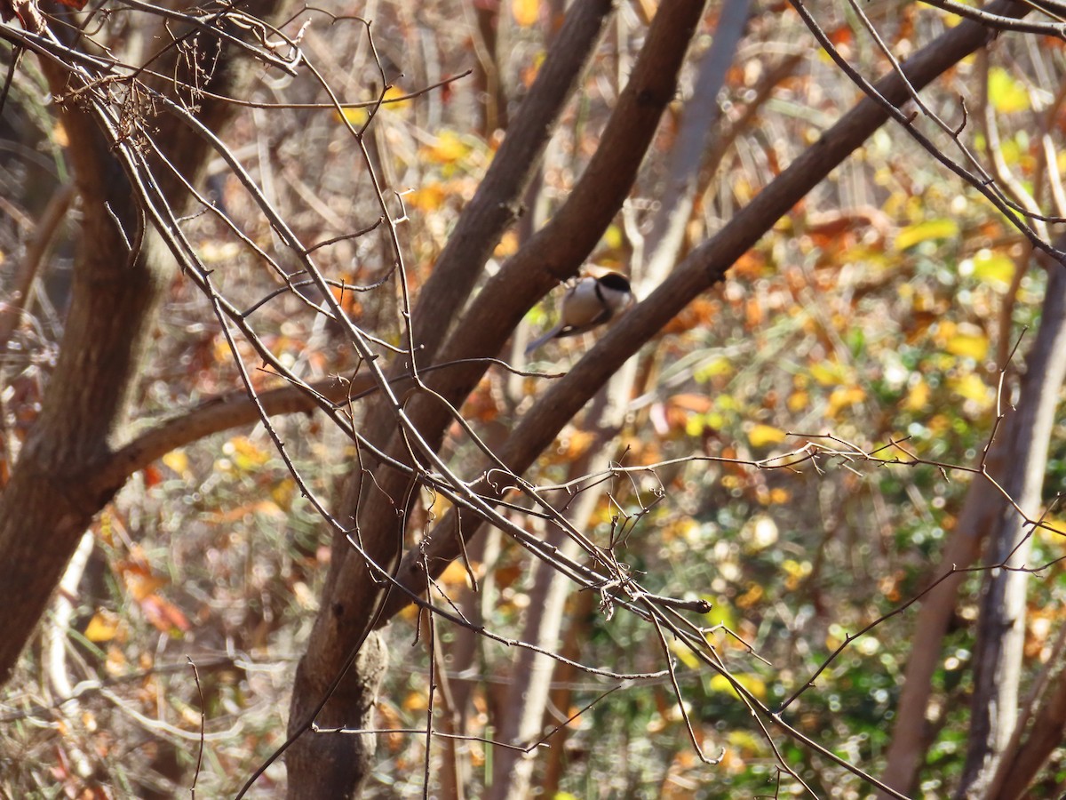 Carolina Chickadee - ML646057407
