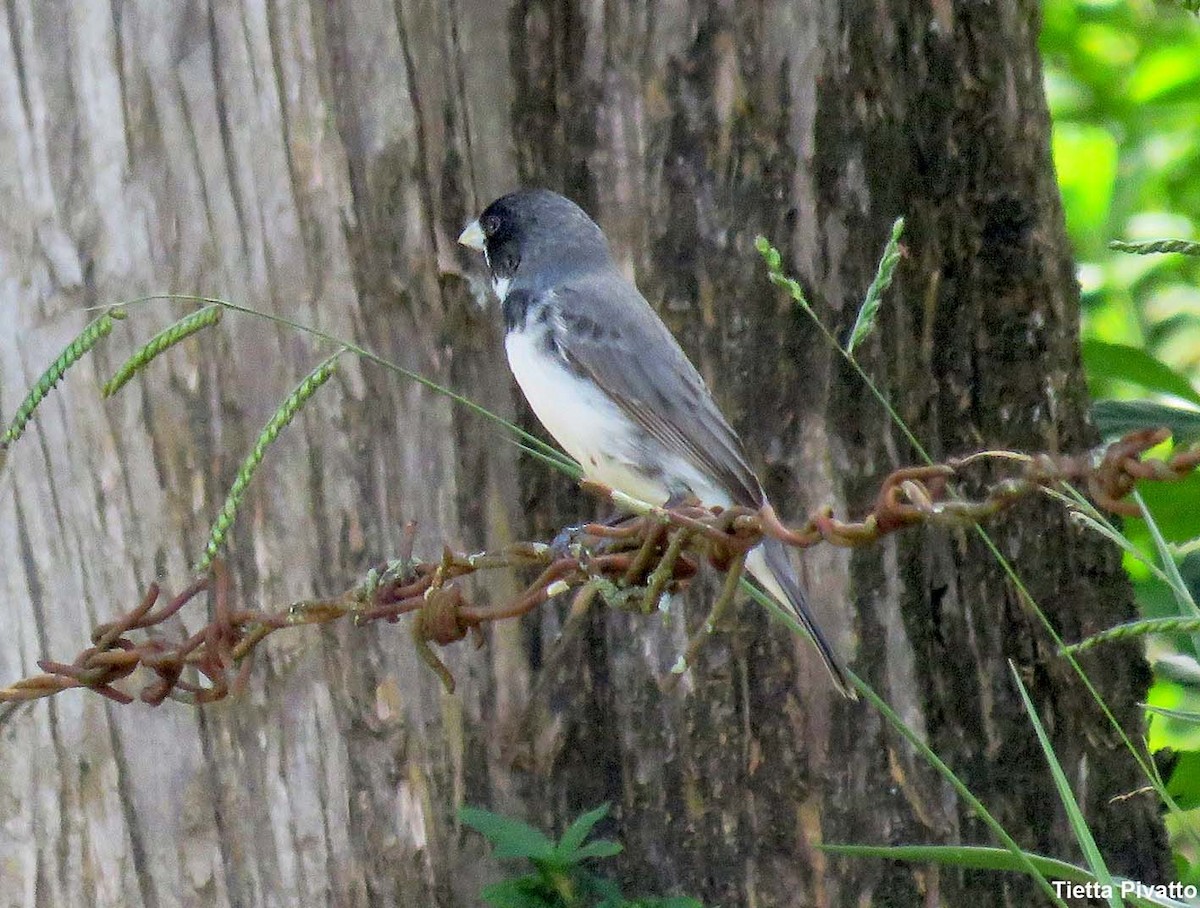 Double-collared Seedeater - ML646057408