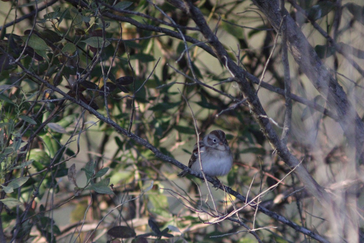 Field Sparrow - ML646057409