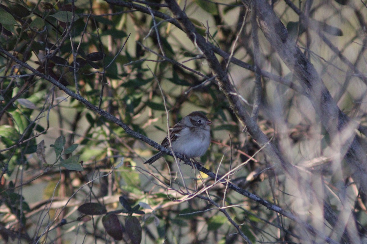 Field Sparrow - ML646057411