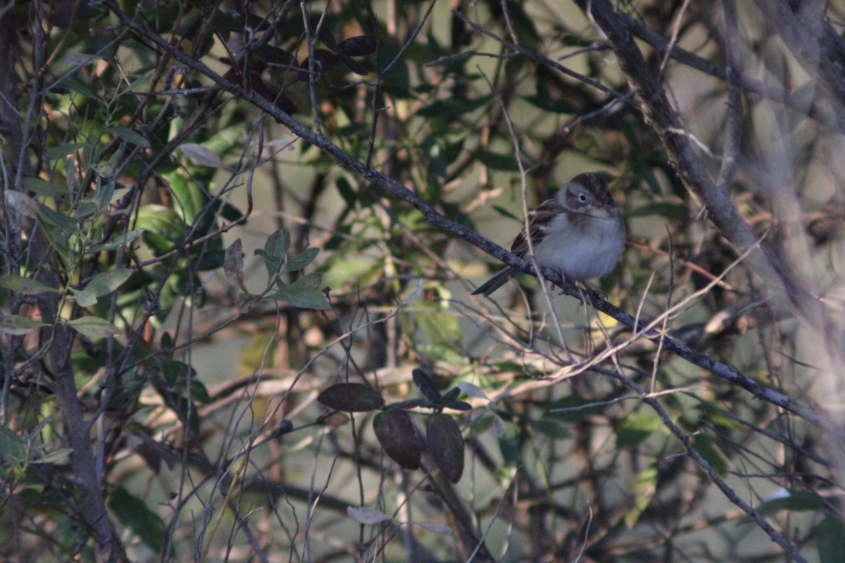 Field Sparrow - ML646057412