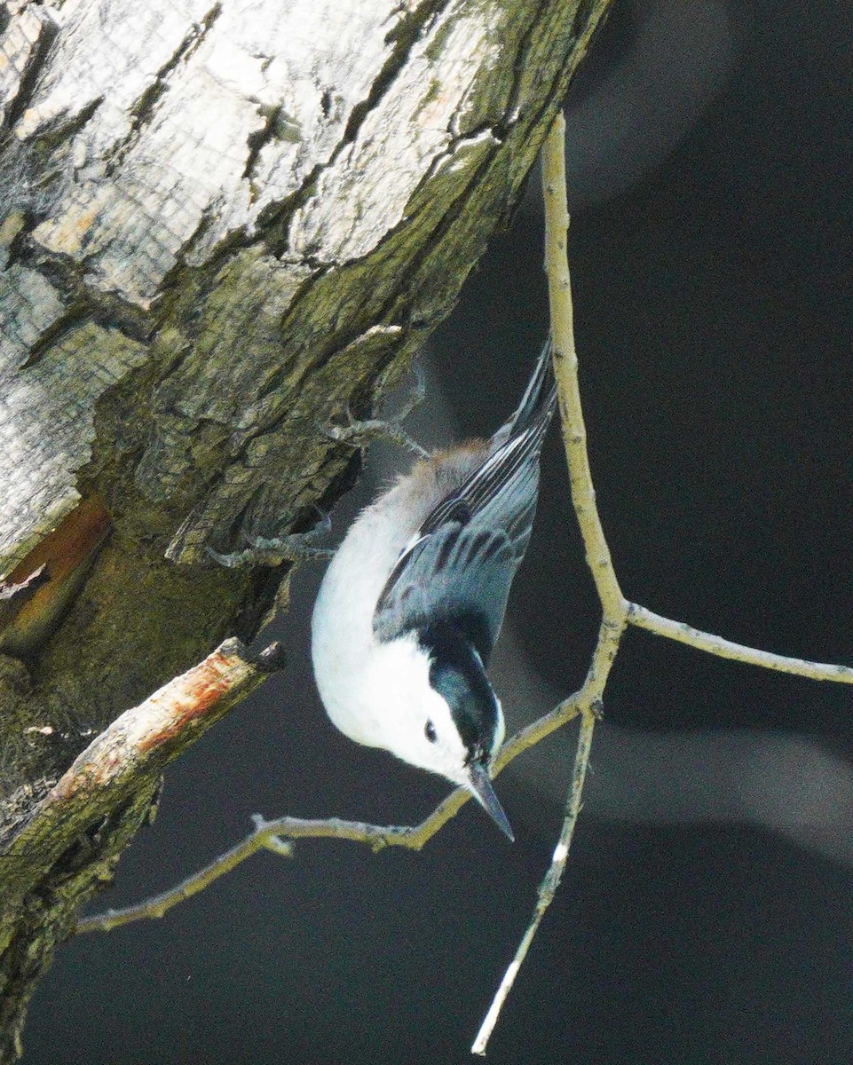 White-breasted Nuthatch - ML646057413