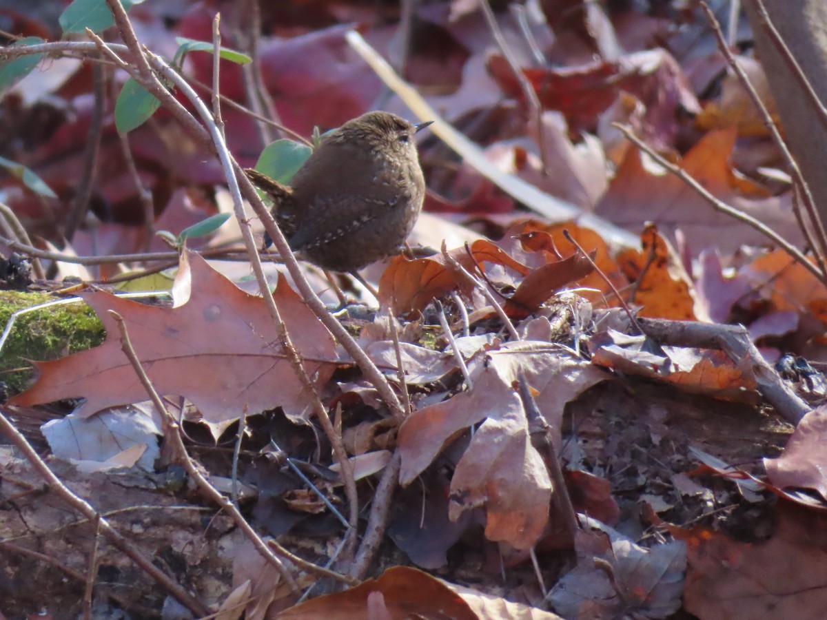 Winter Wren - ML646057414