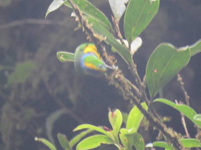 Golden-browed Chlorophonia - ML646057415