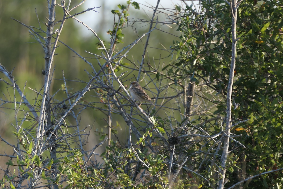 Grasshopper Sparrow - ML646057426