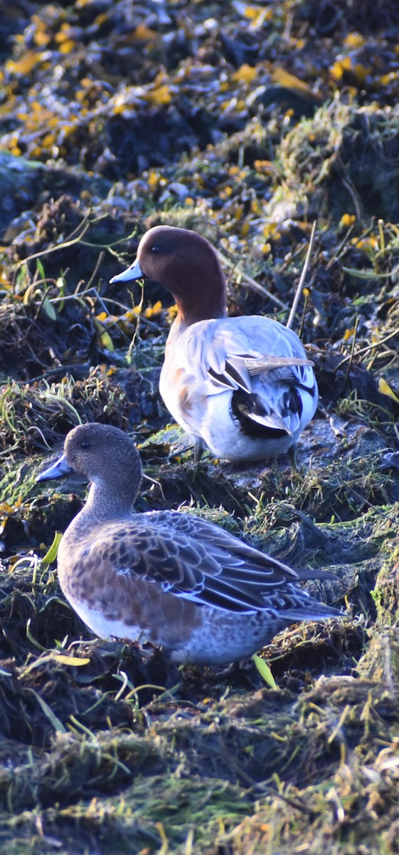Eurasian Wigeon - ML646057427