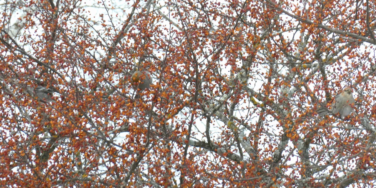 Pine Grosbeak - ML646057433