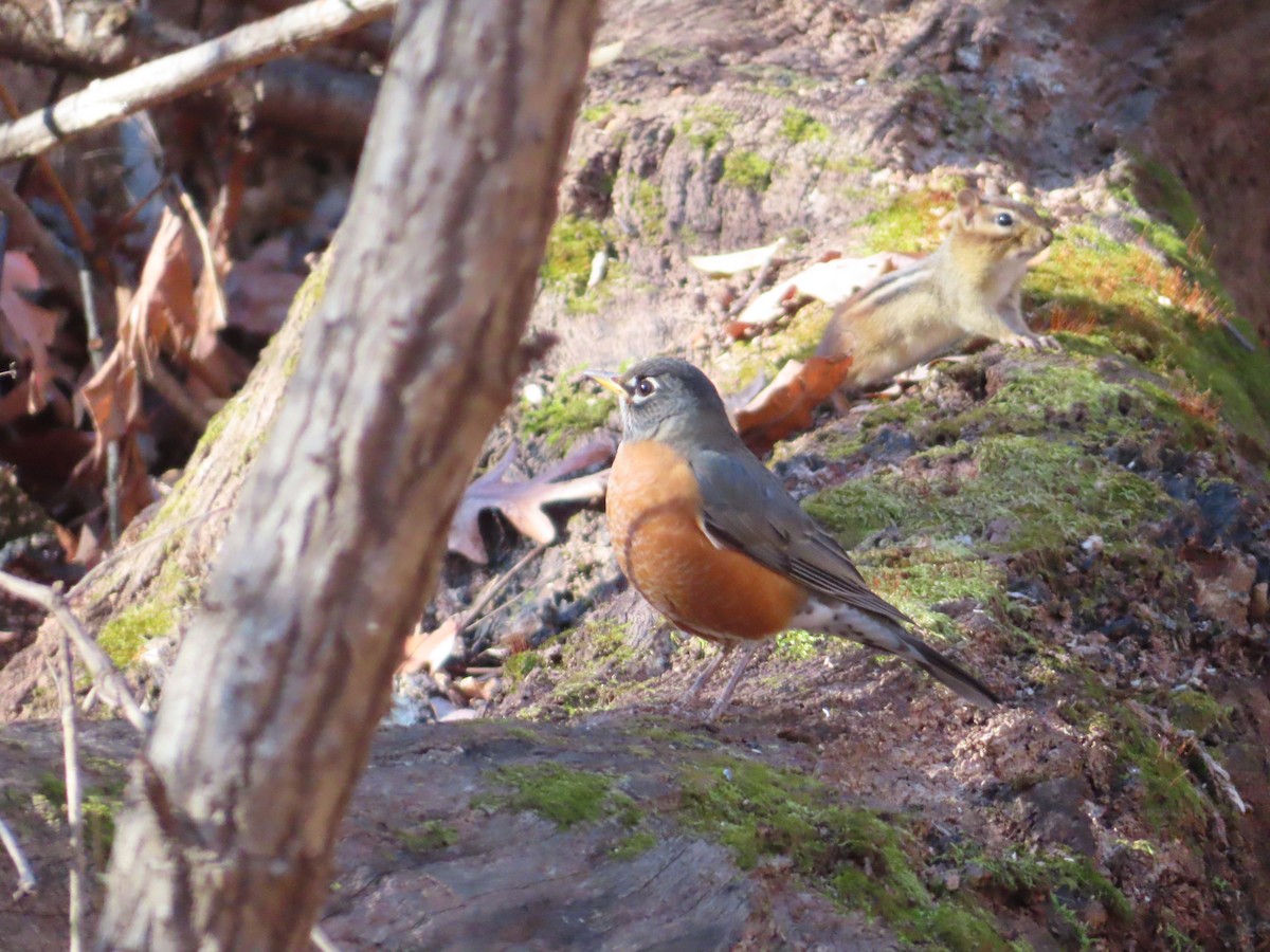 American Robin - ML646057437