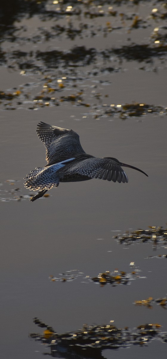 Eurasian Curlew - ML646057441