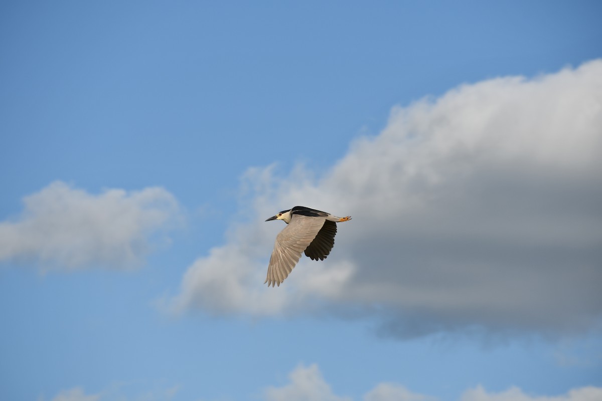 Black-crowned Night Heron - ML646057442