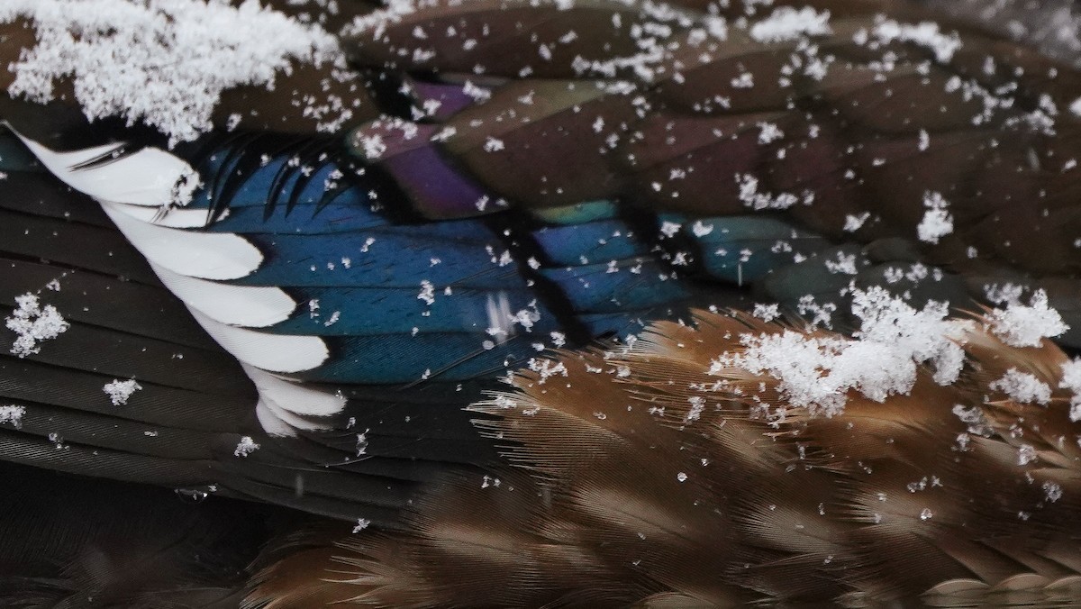 Ahate karolinarra - ML646057444