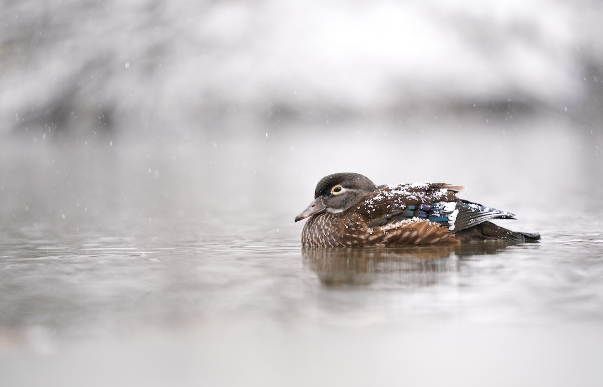 Ahate karolinarra - ML646057445