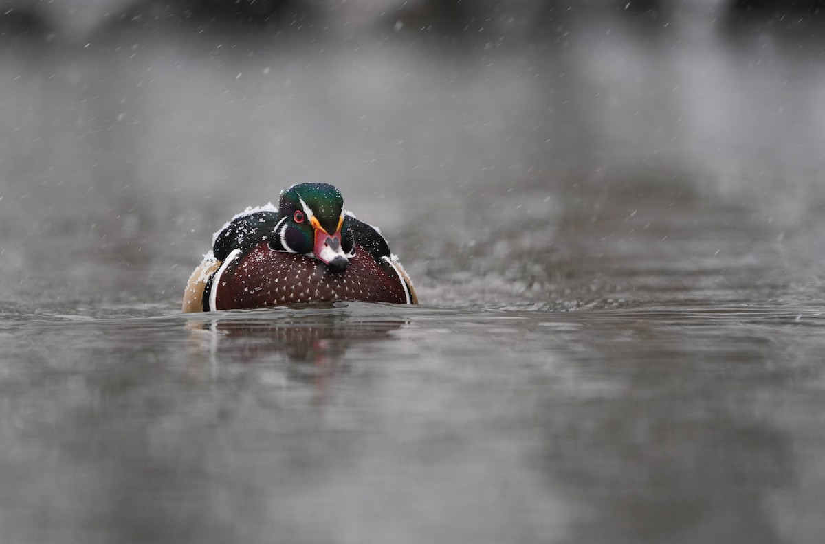 Ahate karolinarra - ML646057446