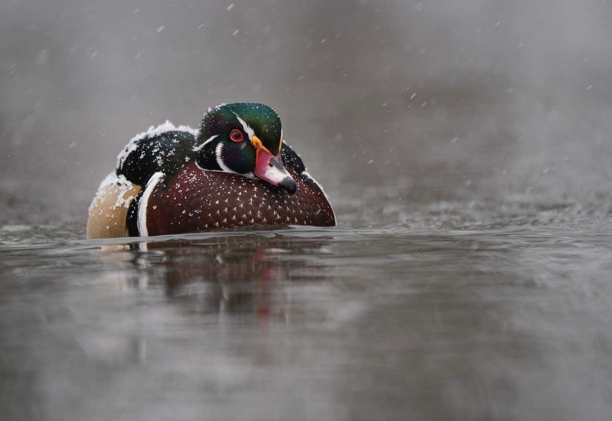 Ahate karolinarra - ML646057447