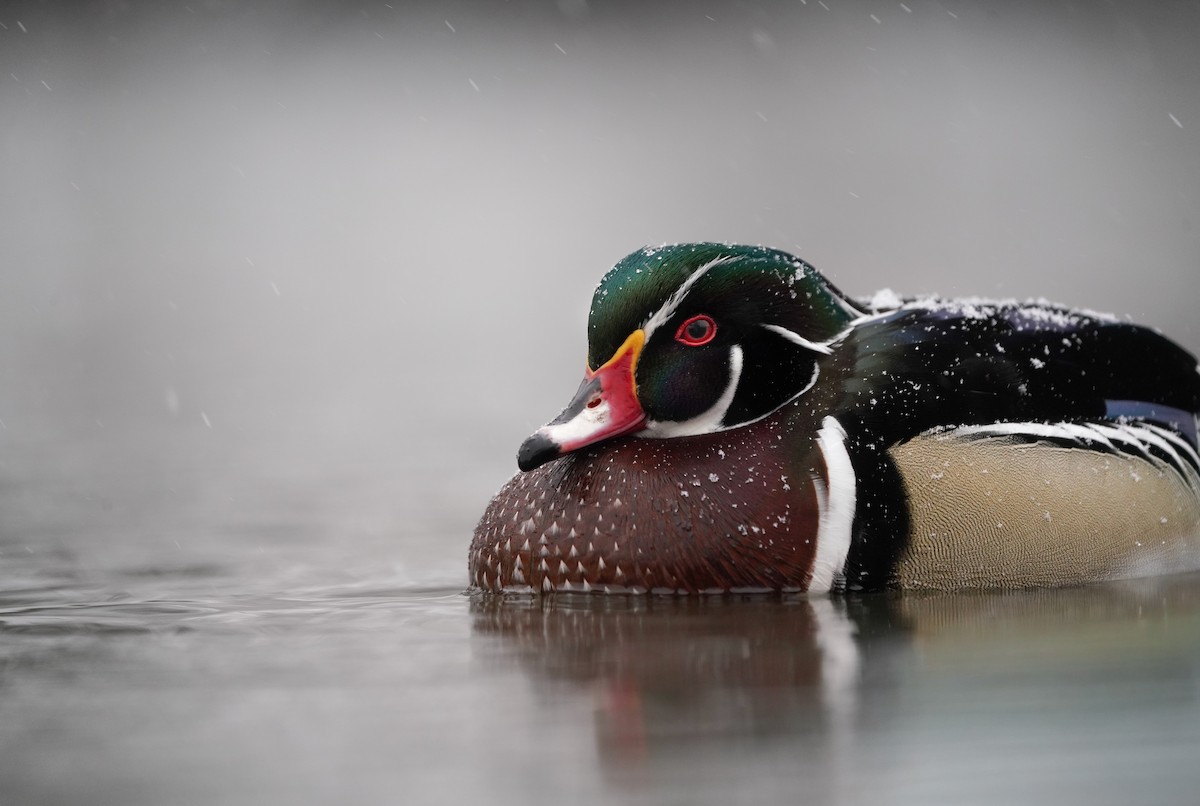 Ahate karolinarra - ML646057449