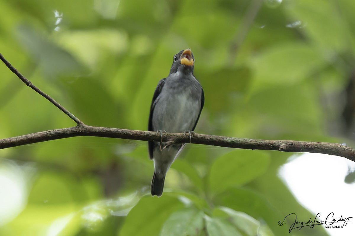 Semillero Pizarroso - ML646057450