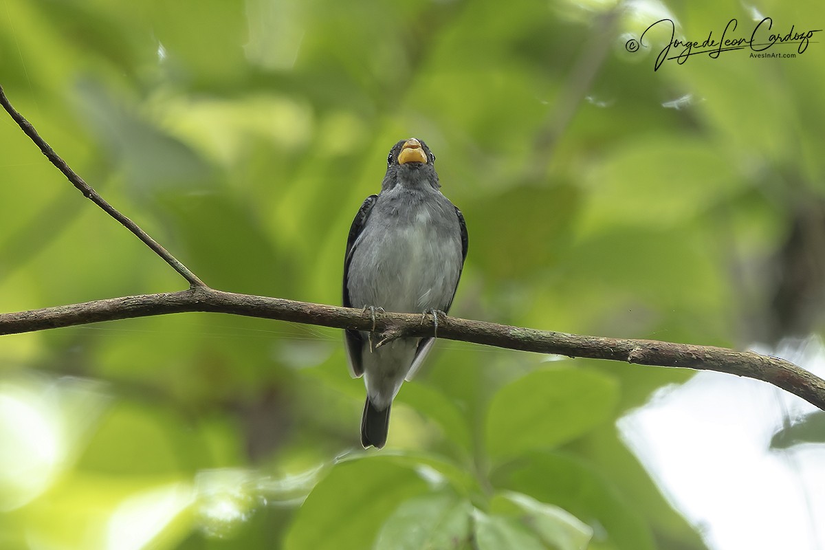 Semillero Pizarroso - ML646057451