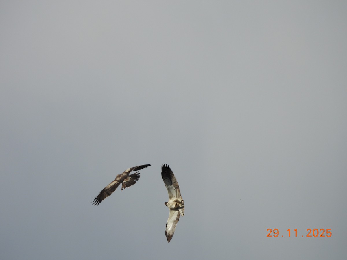 Booted Eagle - ML646057453