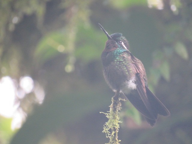 Mor Gerdanlı Dağmücevheri - ML646057454