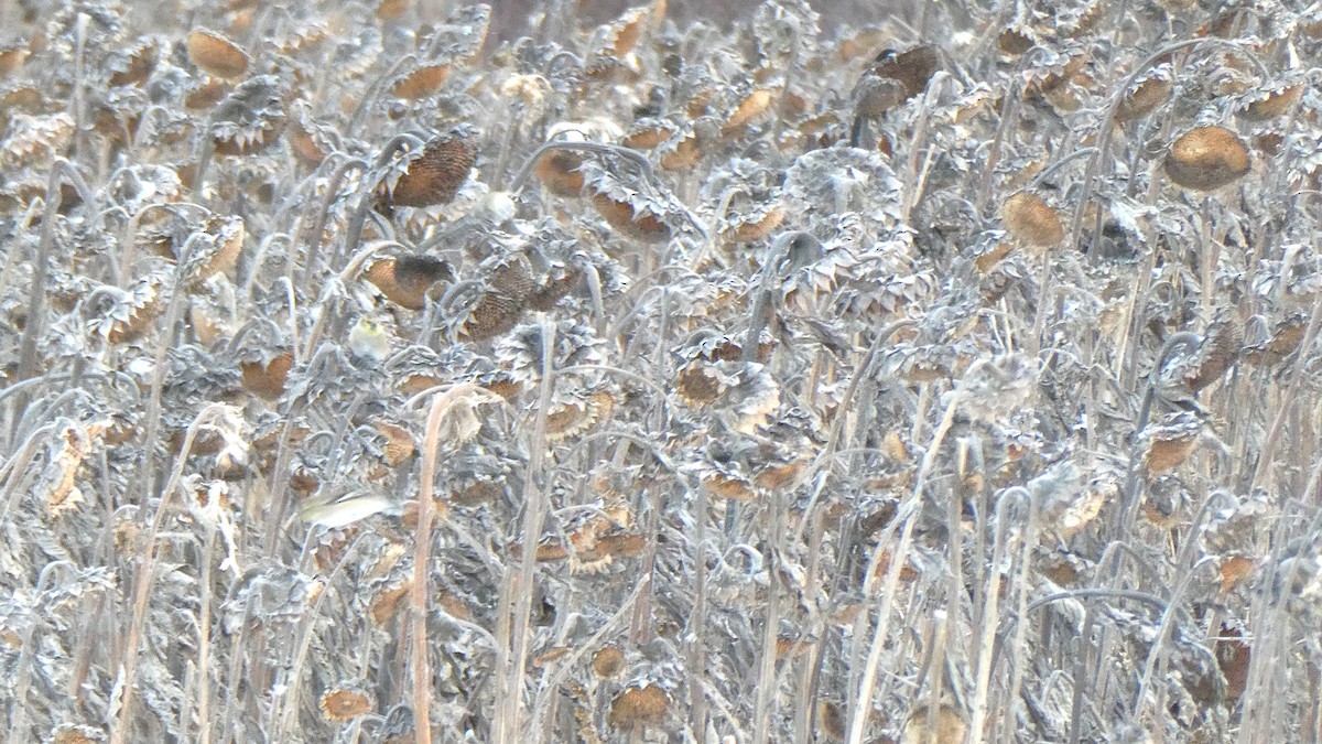 American Goldfinch - ML646057457