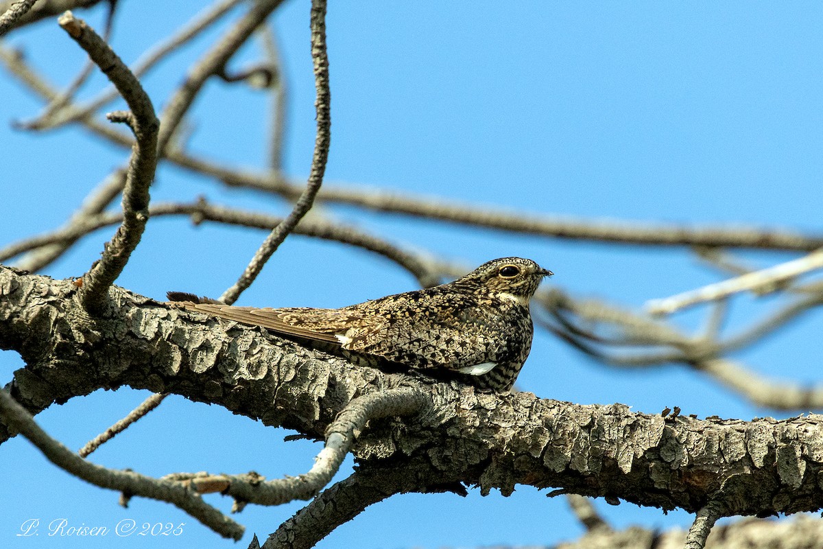 Common Nighthawk - ML646057462