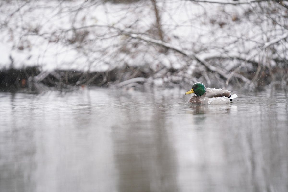 Mallard - ML646057463