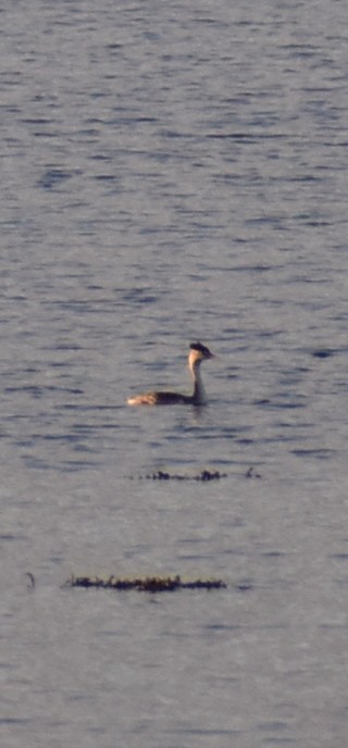 Great Crested Grebe - ML646057464