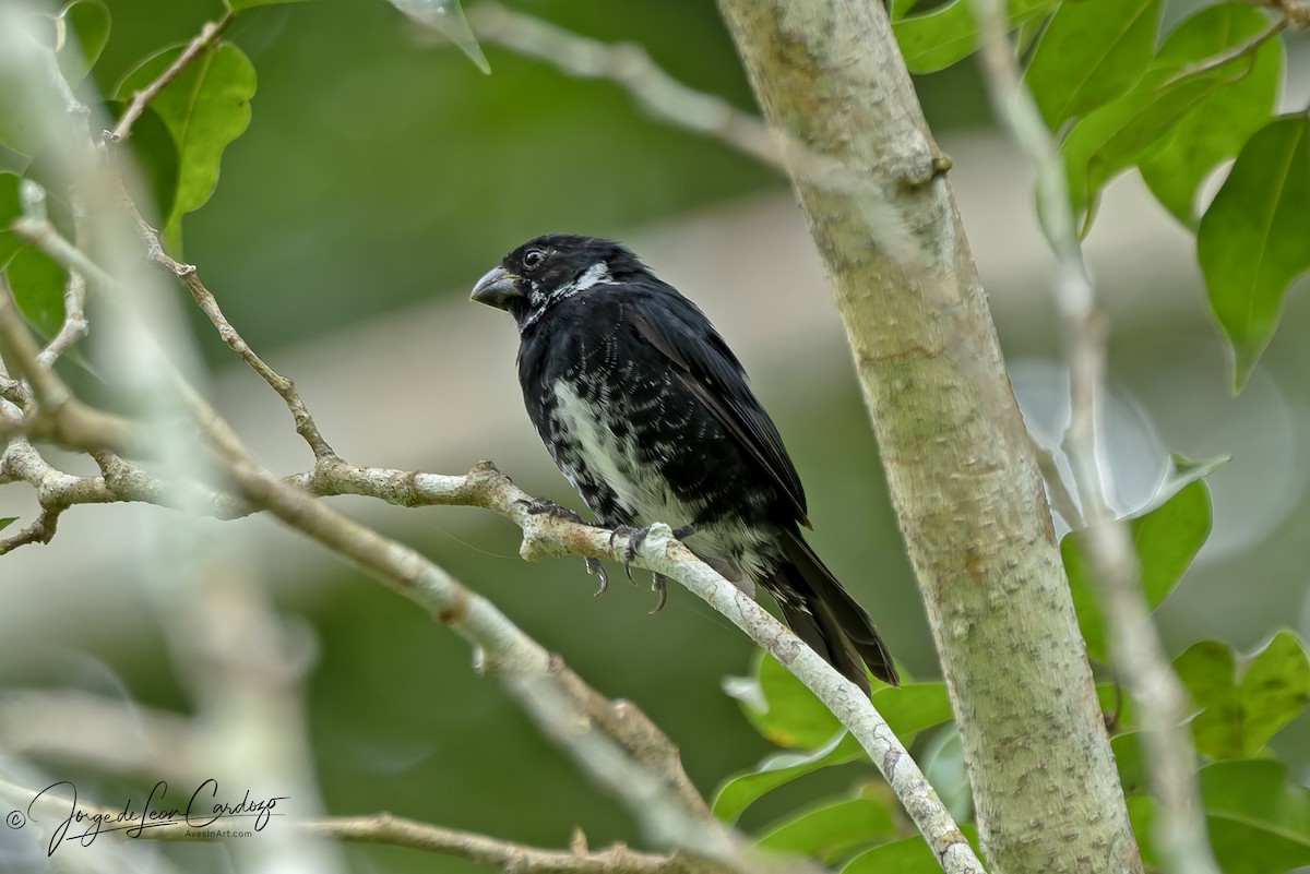 Variable Seedeater - ML646057467