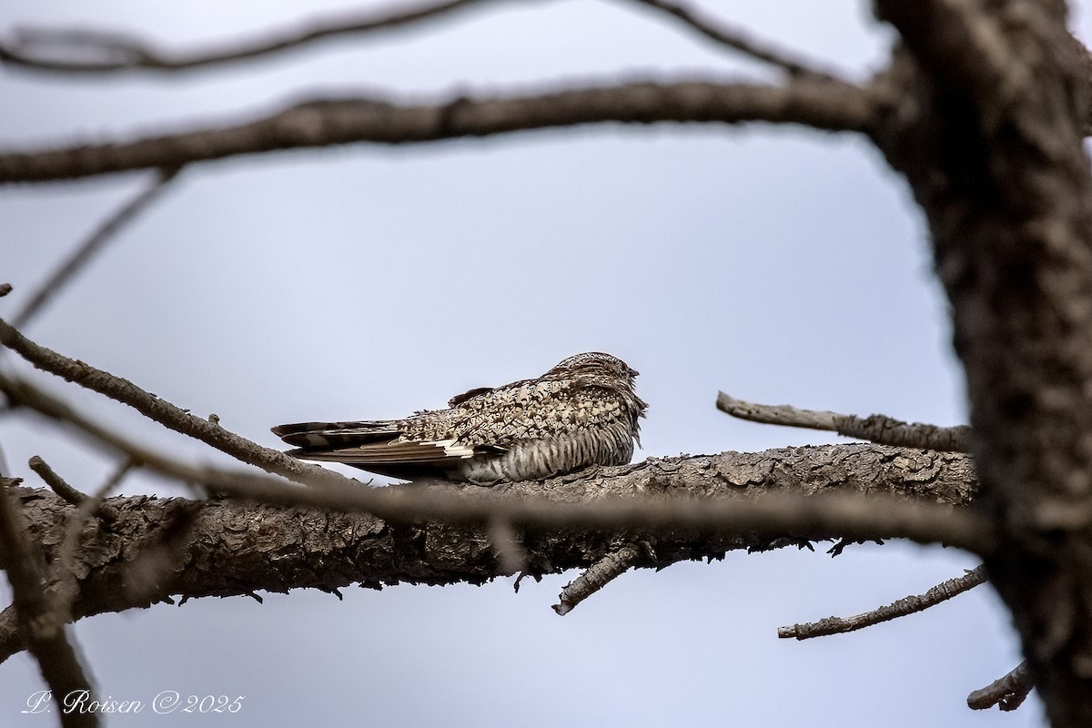 Common Nighthawk - ML646057469