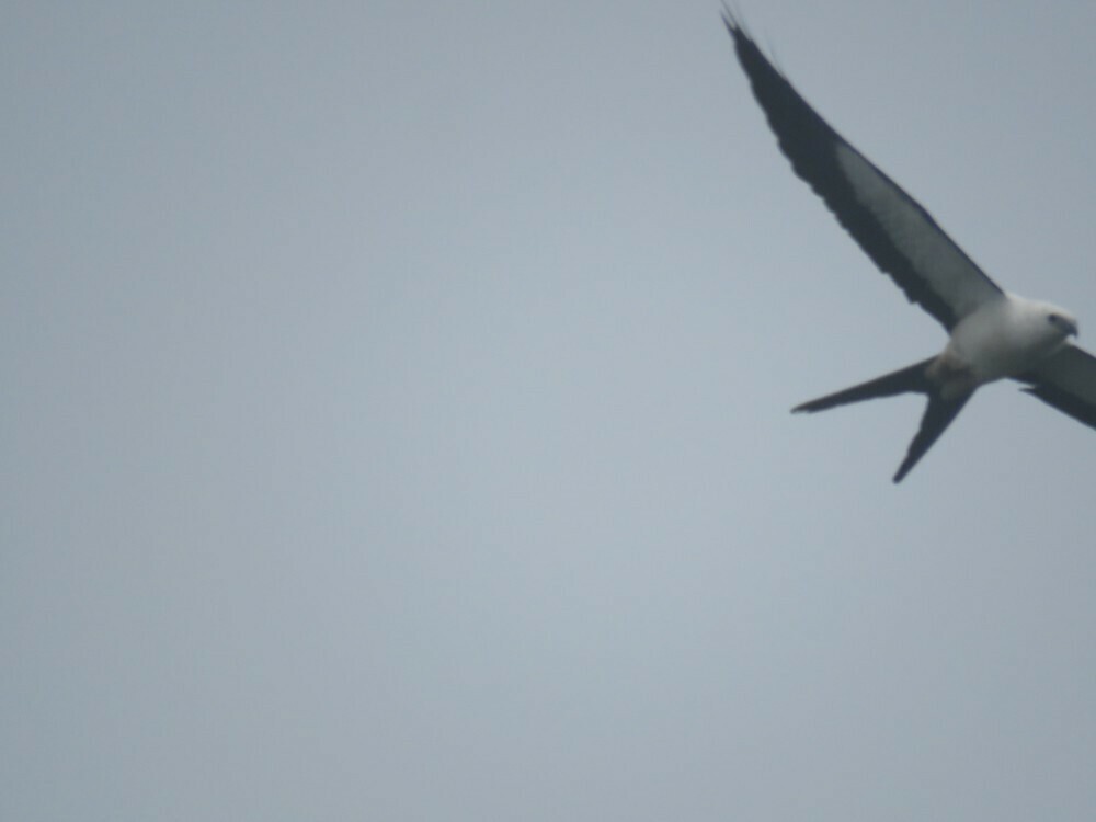 Swallow-tailed Kite - ML646057470