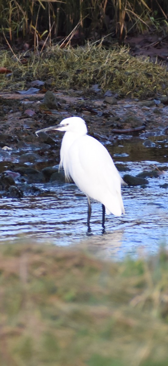 Little Egret - ML646057471