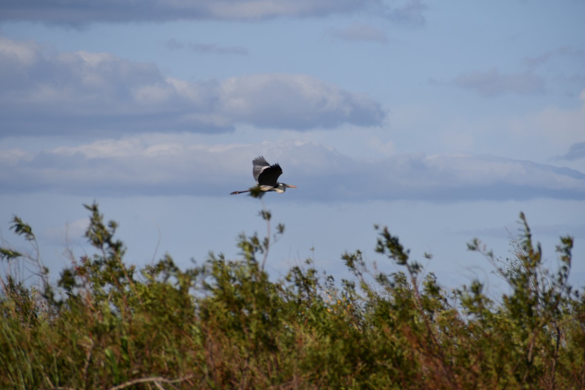 Cocoi Heron - ML646057474