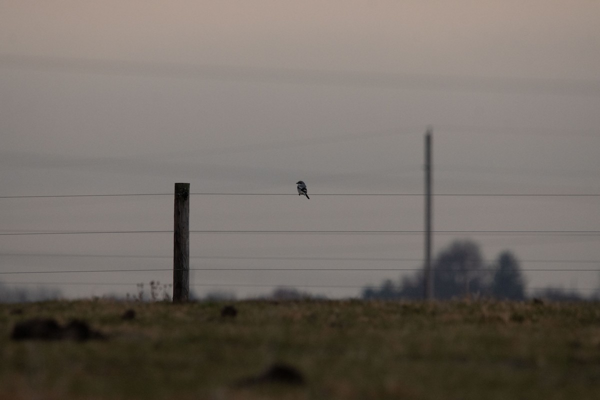 Loggerhead Shrike - ML646057475