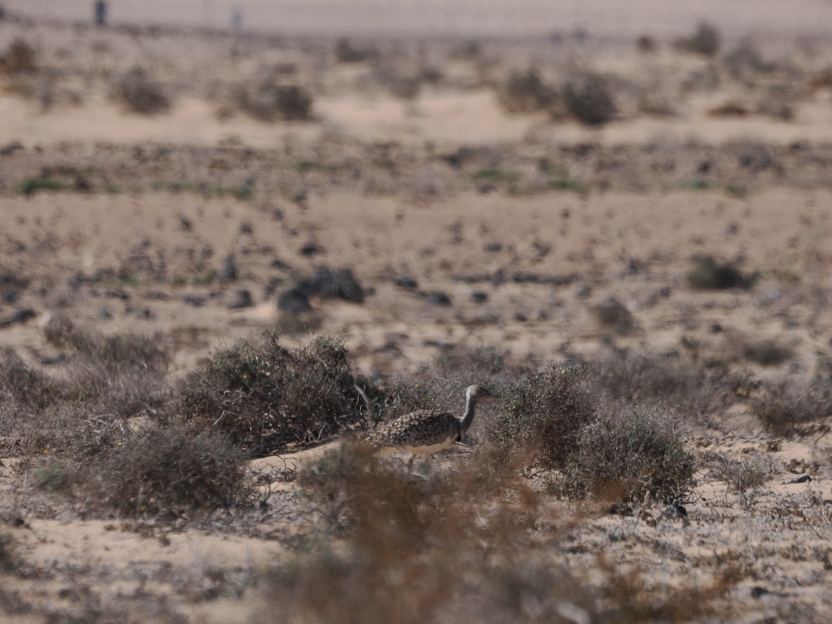 African Houbara - ML646057476