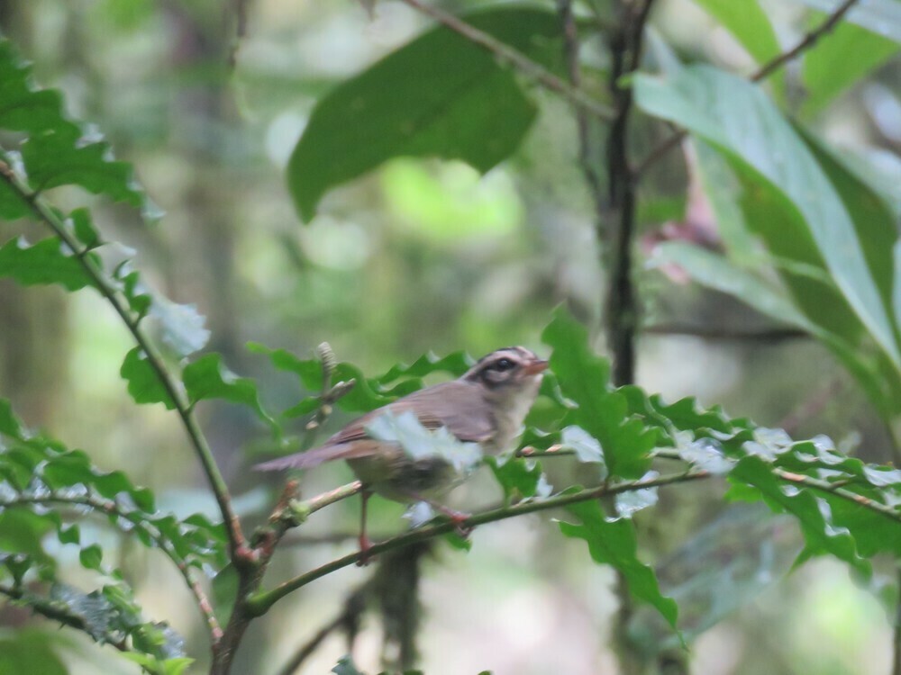 Costa Rican Warbler - ML646057492