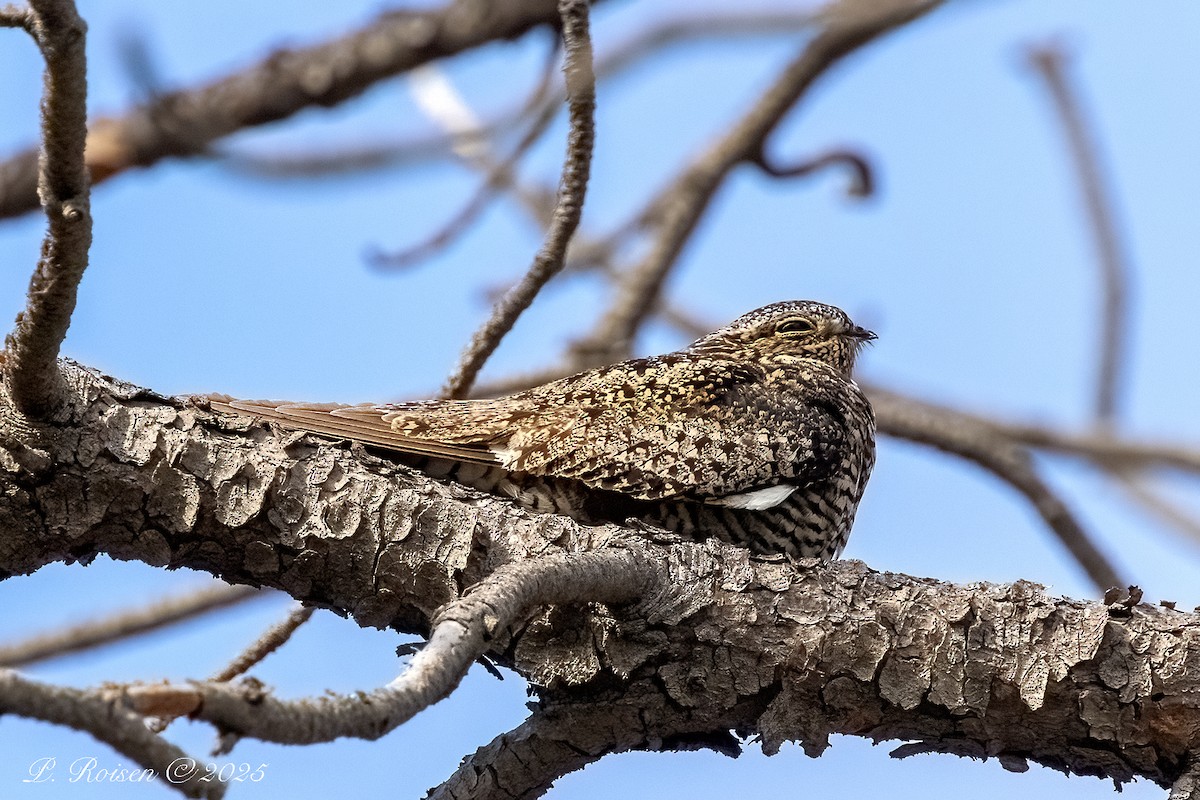 Common Nighthawk - ML646057493