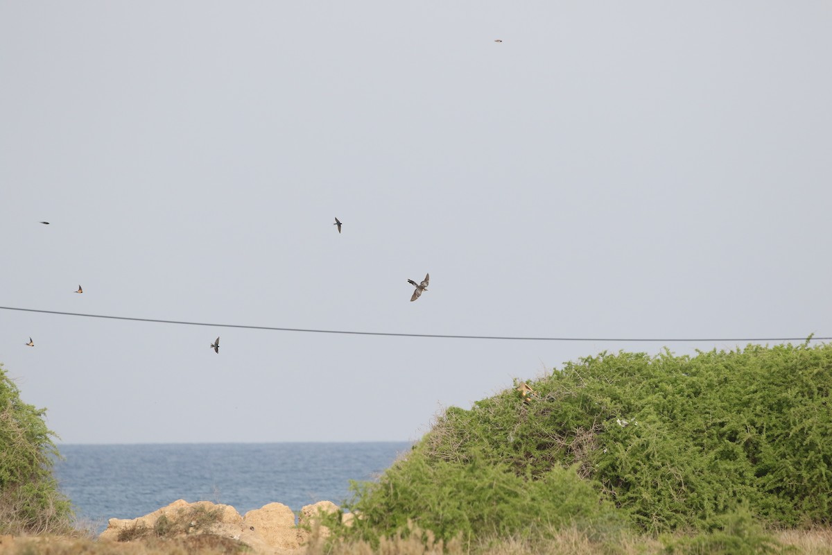 Зозуля чубата - ML646057494