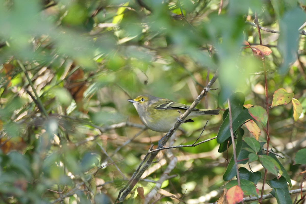 White-eyed Vireo - ML646057495