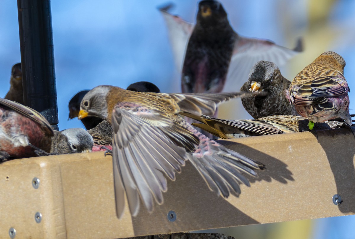 grånakkefjellfink - ML646057496