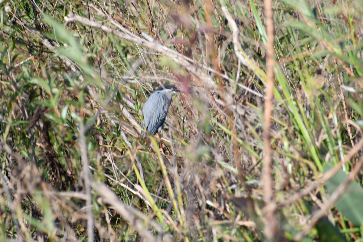 Black-crowned Night Heron - ML646057498