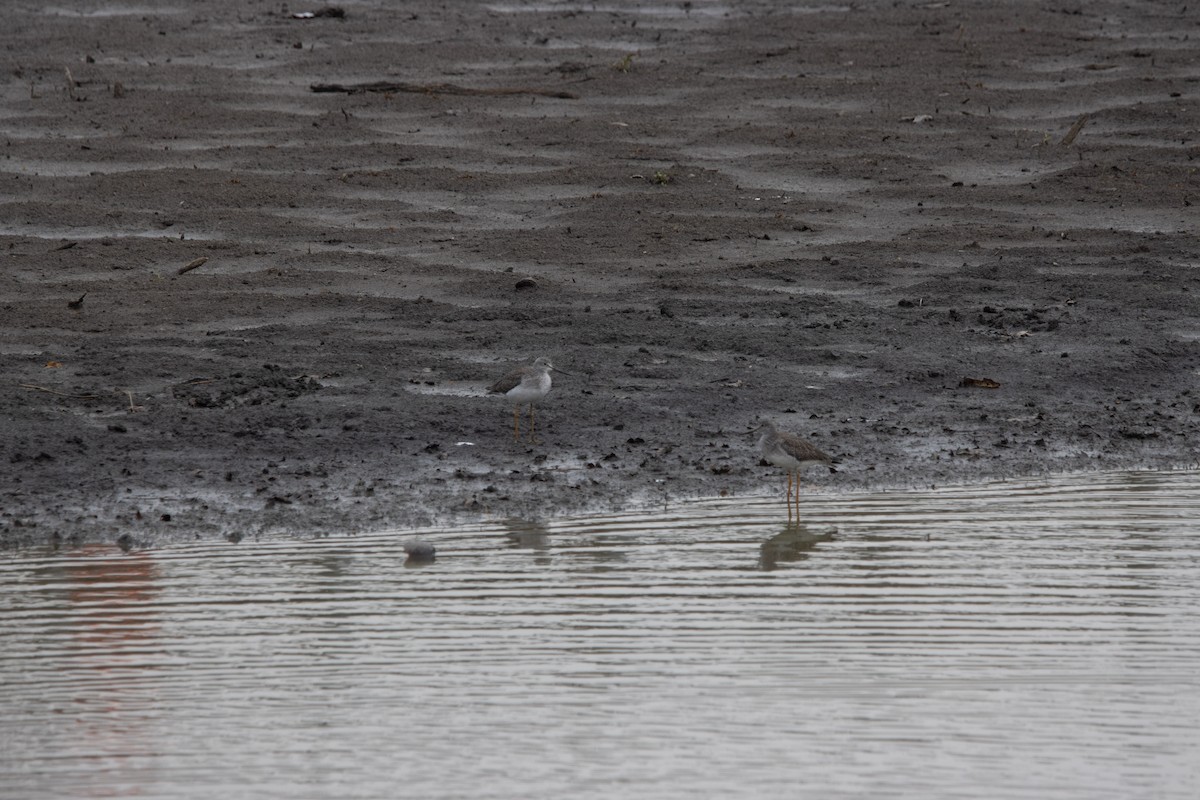 Greater Yellowlegs - ML646057500