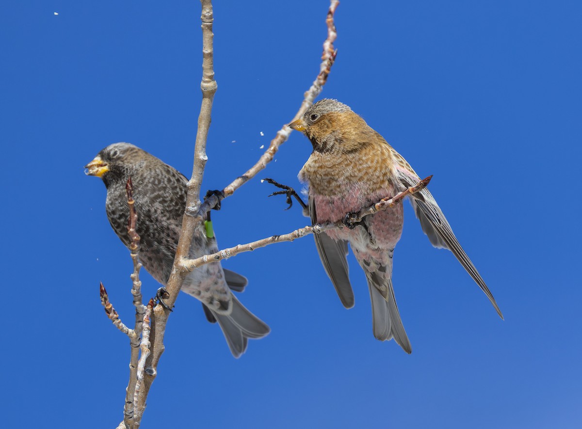 pěnkavice coloradská - ML646057508